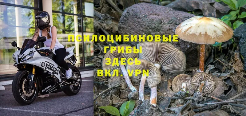 Галлюциногенные грибы Cubensis  Новоульяновск 